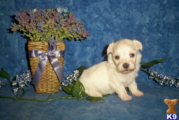 Maltese Puppies